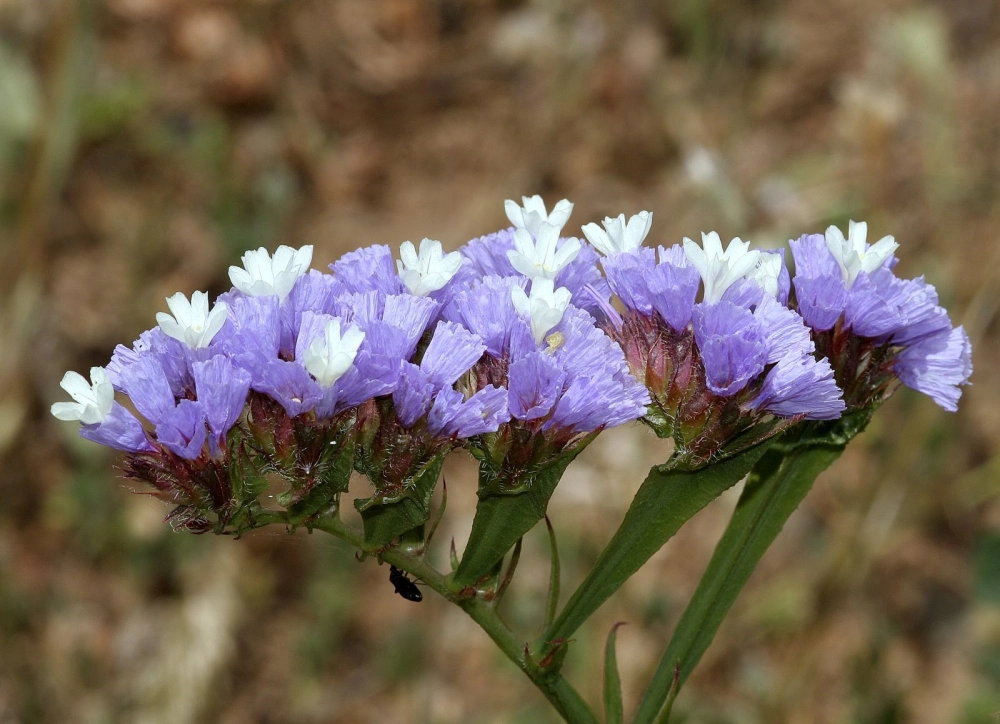 Hoa salem nghệ thuật mang vẻ đẹp tinh khôi dịu dàng