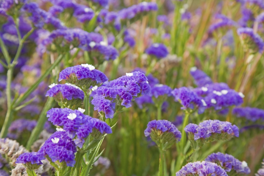 Hoa salem rực rỡ nổi bật giữa nắng mai lung linh