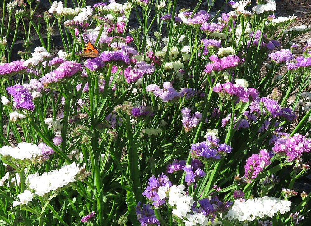 Hoa salem 4K sắc nét, chi tiết từng cánh hoa tinh tế