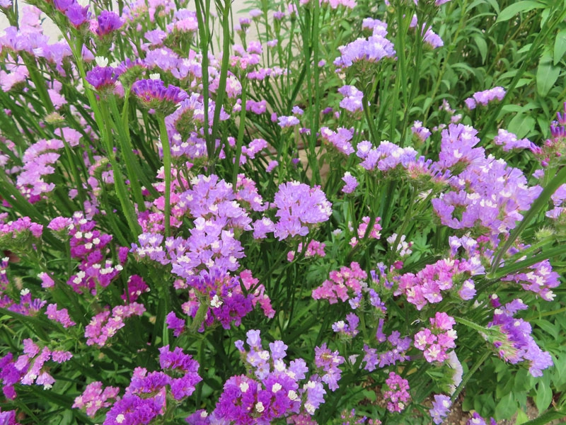 Hoa salem Full HD rực rỡ nổi bật trên mọi màn hình