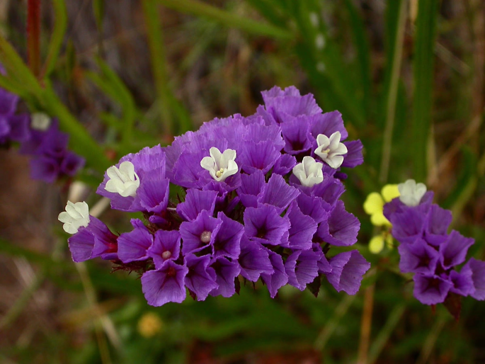 Hoa salem hiếm quý khiến trái tim rung động dịu dàng