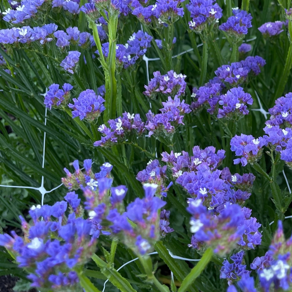 Hoa salem phong cách sang trọng tinh tế mọi chi tiết