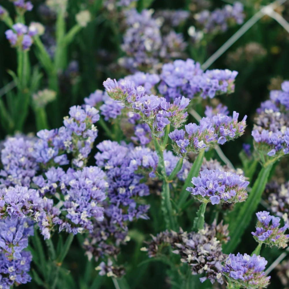 Hoa salem mới nhất tươi sáng theo xu hướng hiện nay