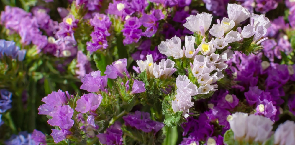 Hoa salem thẩm mỹ hài hòa đẹp mắt từng đường nét