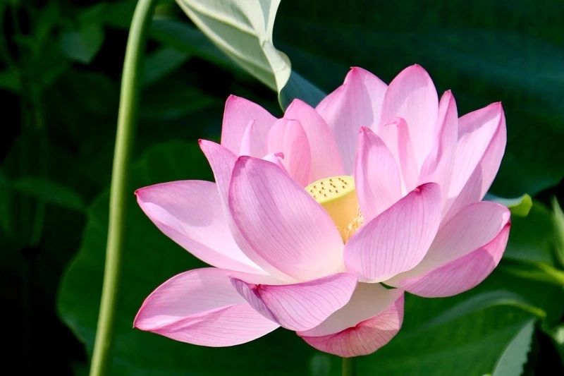 Ngắm nhìn những bức ảnh hoa sen thanh khiết nhất