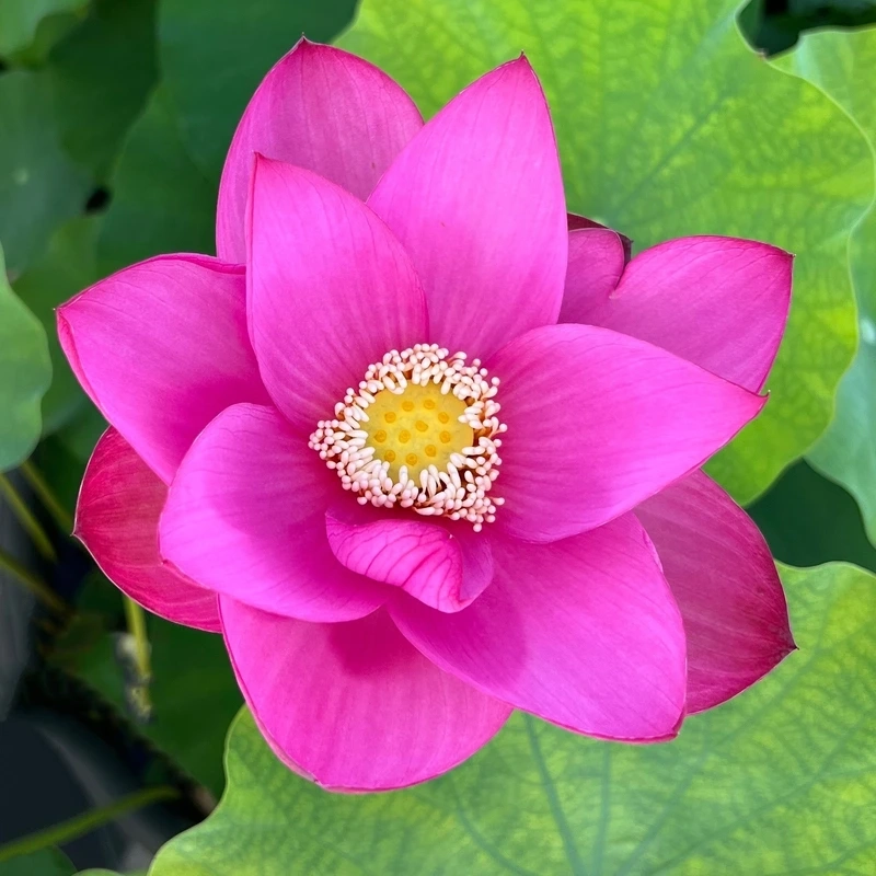 Kho hình ảnh hoa sen chất lượng cao miễn phí