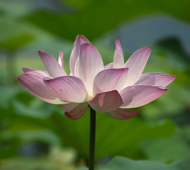 Tìm kiếm hoa sen hình ảnh sắc nét cho thiết kế