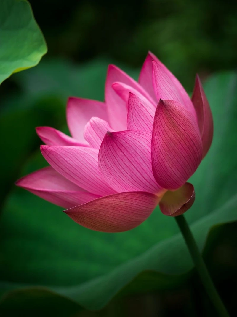 Góc chụp hình bông hoa sen nở rộ