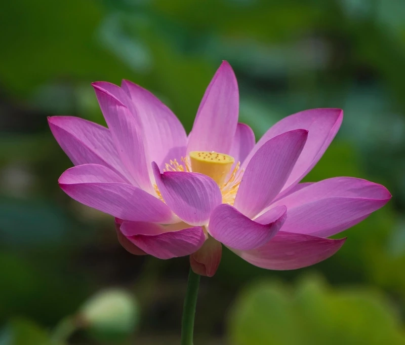 Thiết kế hình bông sen 3d sống động như thật