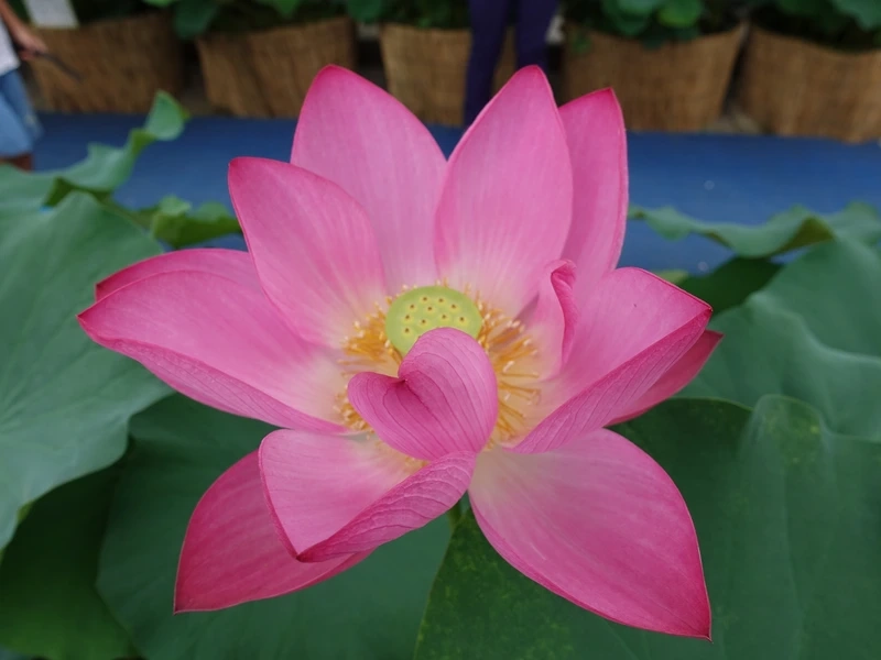 Tải về hình hoa sen 3d làm background