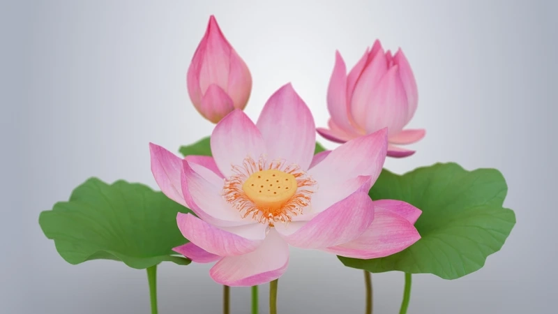 Vẻ đẹp ngọt ngào của hình hoa sen hồng