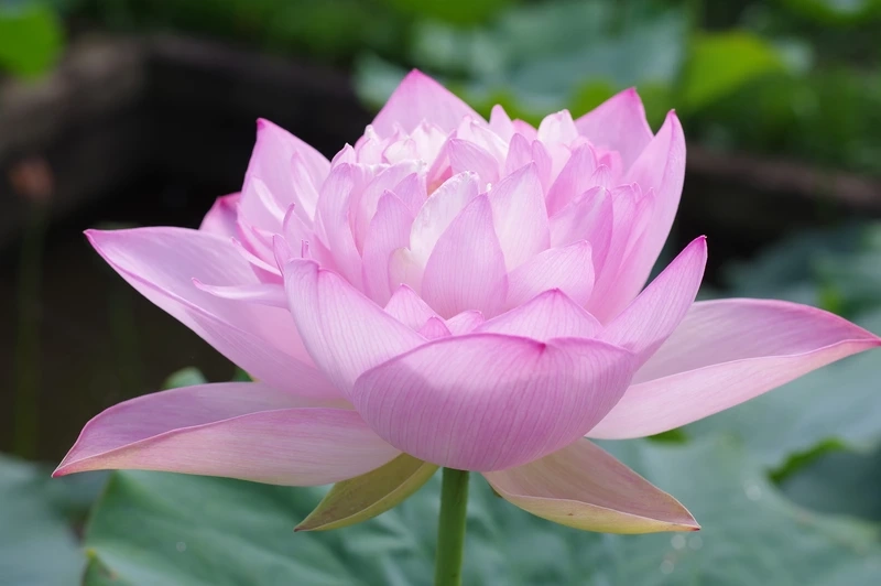 Khoảnh khắc hình ảnh bông hoa sen đẹp rực rỡ