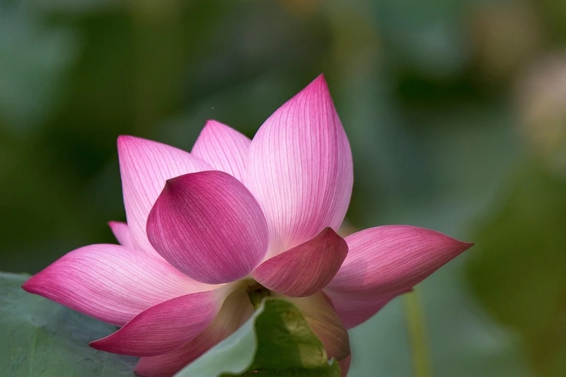 Lưu lại hình ảnh bông hoa sen chớm nở