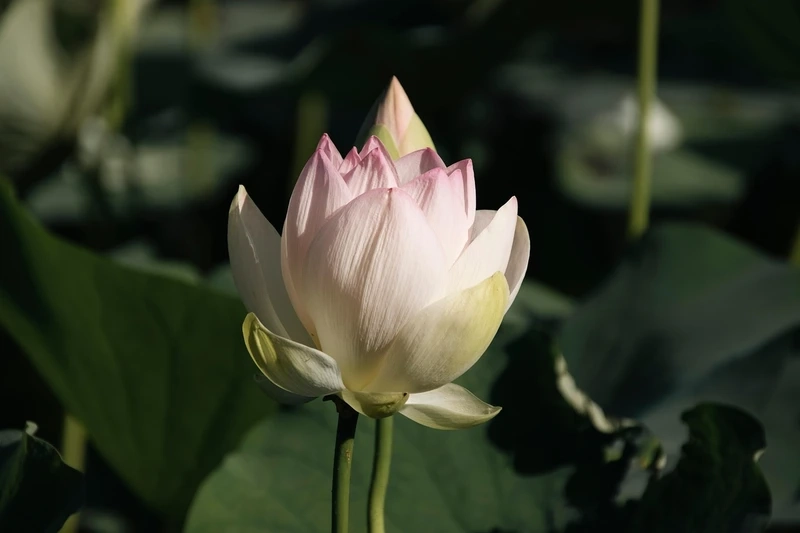 Bộ sưu tập hình hoa sen đẹp hd độ phân giải cao