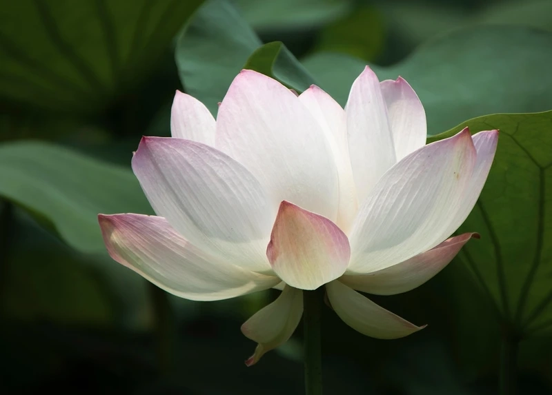 Sự tinh khôi trong hình hoa sen trắng đẹp