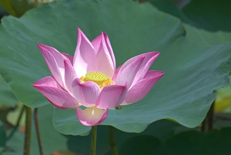 Ý nghĩa phong thủy qua hình ảnh của hoa sen