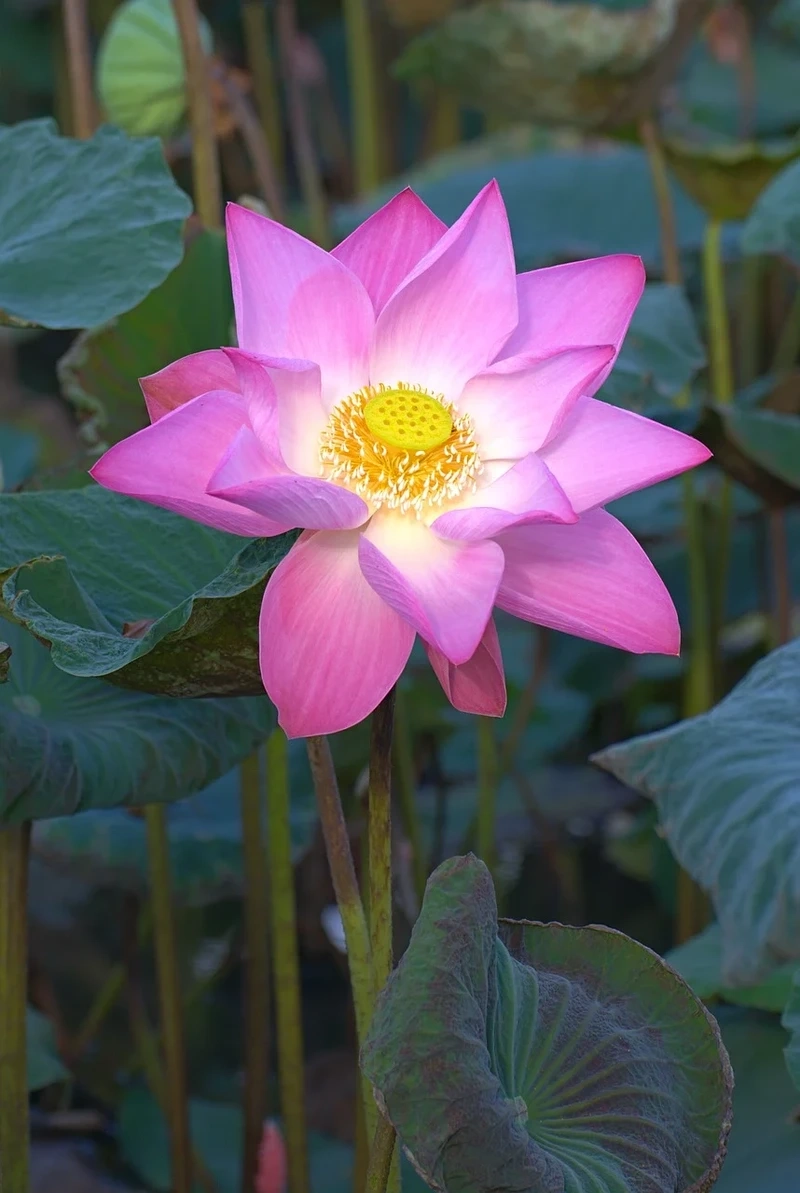 Tuyệt tác hình ảnh hoa sen tuyệt đẹp mùa hạ