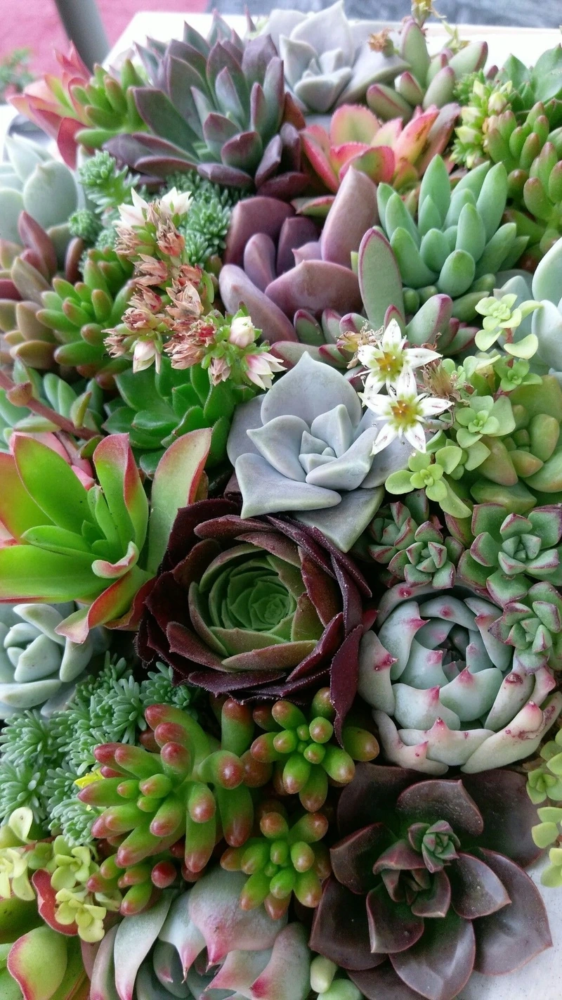 Khoảnh khắc thiên nhiên trong ảnh hoa sen đá