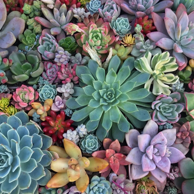 Vẻ đẹp đầy sức sống từ hình ảnh hoa sen đá