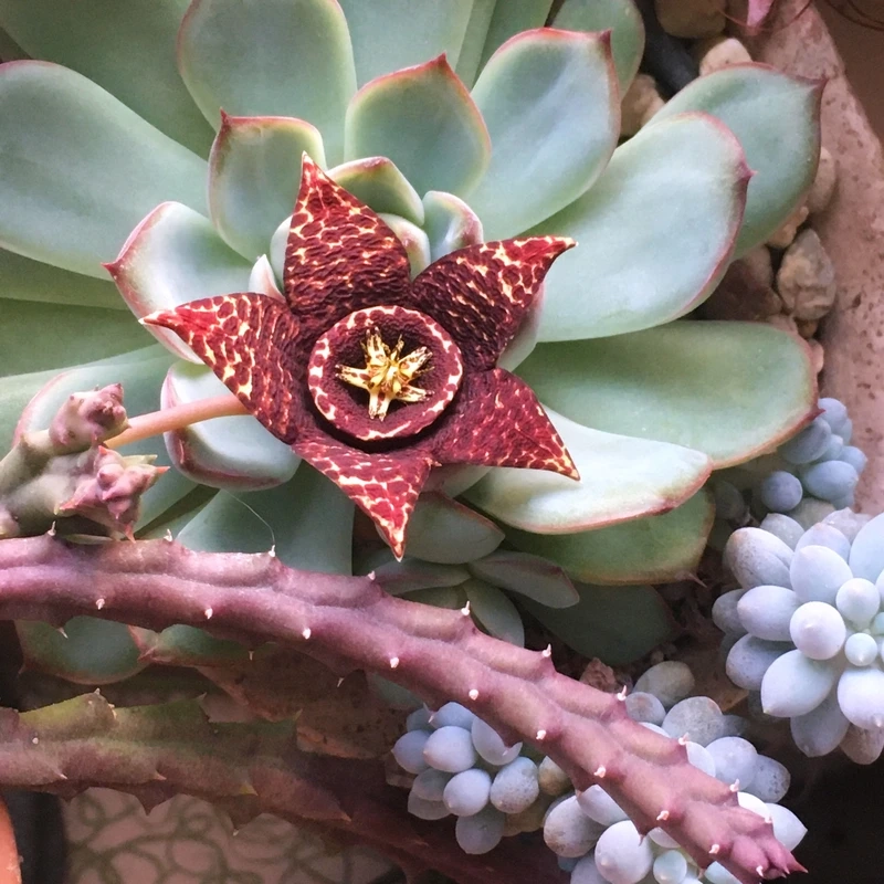 Ngắm trọn sắc xanh qua hoa sen đá full hd