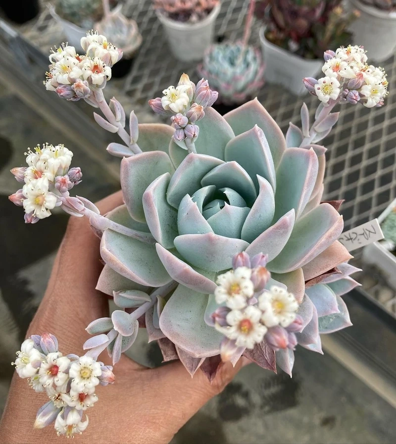 Vẻ đẹp sắc nét từ hoa sen đá 4k