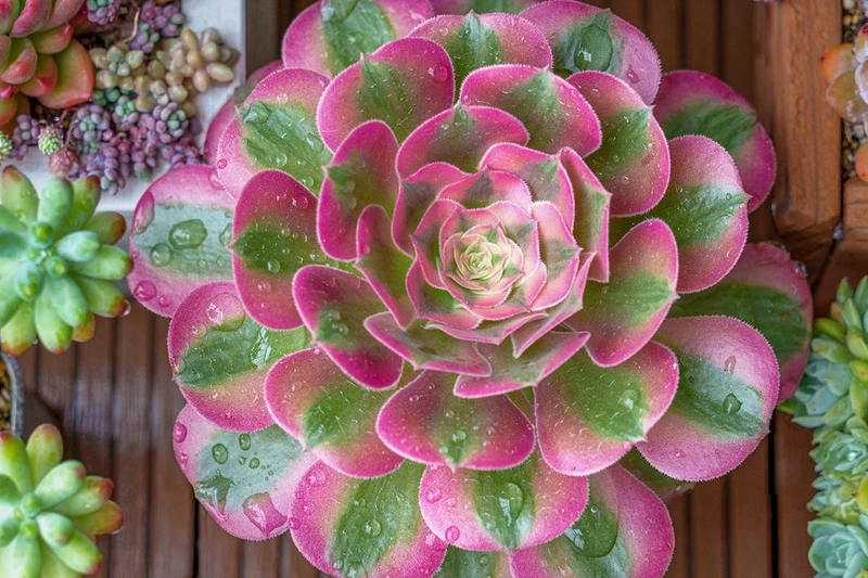 Tìm hiểu thông điệp của hoa sen đá ý nghĩa