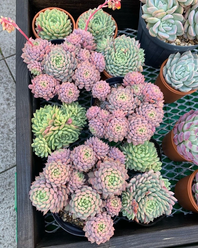 Nét đẹp biểu trưng của hoa sen đá tượng trưng