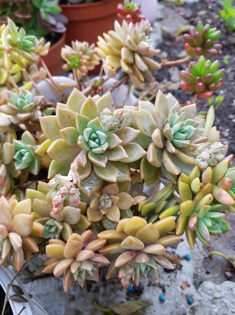 Làm mới màn hình với hoa sen đá hình nền