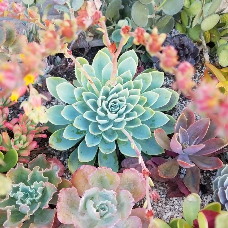 Vẻ đẹp dễ thương từ hoa sen đá mini