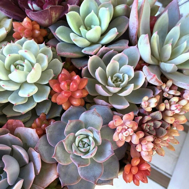 Khu vườn đầy sức sống nhờ hoa sen đá sân vườn