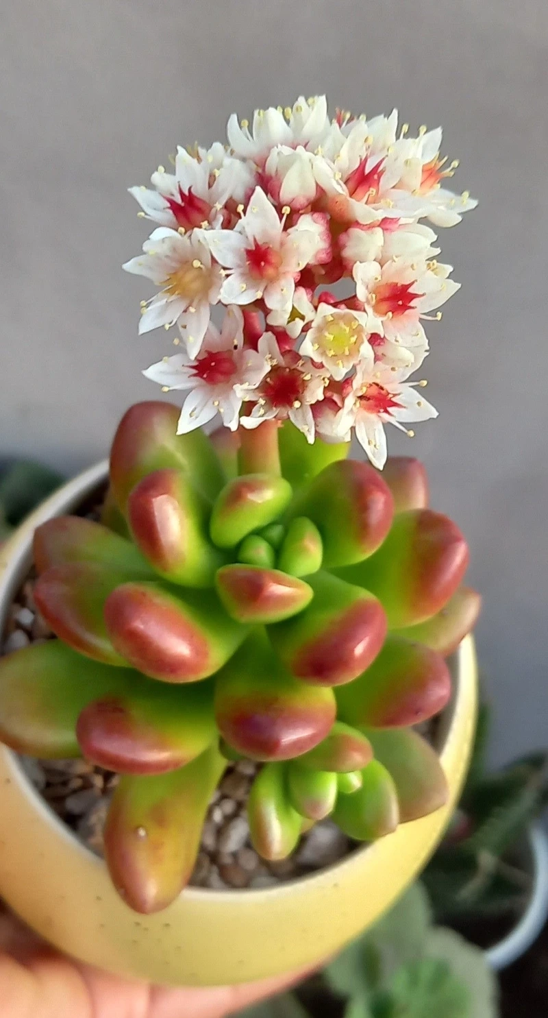 Góc nhỏ bình yên cùng hoa sen đá cắm chậu