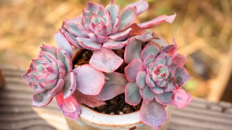 Sắc xanh dịu dàng của hoa sen đá lãng mạn