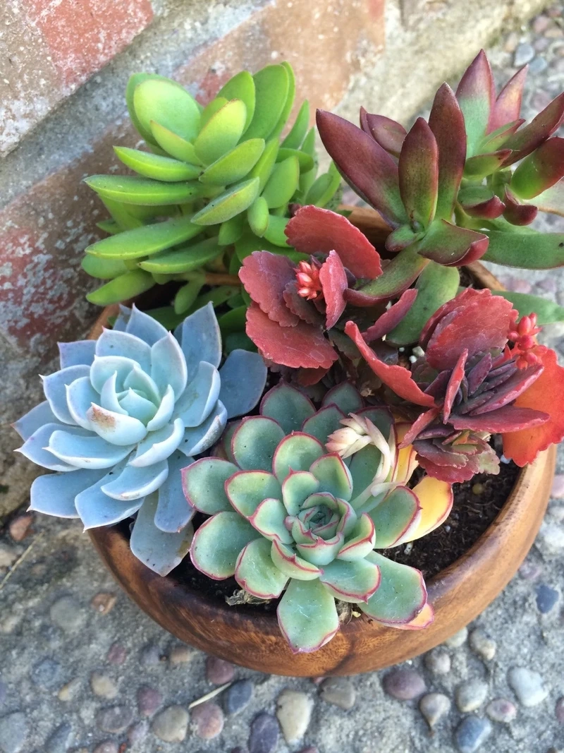 Ngắm nhìn vẻ đẹp hoàn mỹ của hoa sen đá đẹp nhất