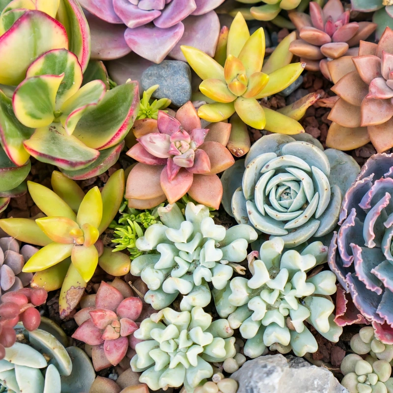 Khám phá điều độc đáo của hoa sen đá hiếm