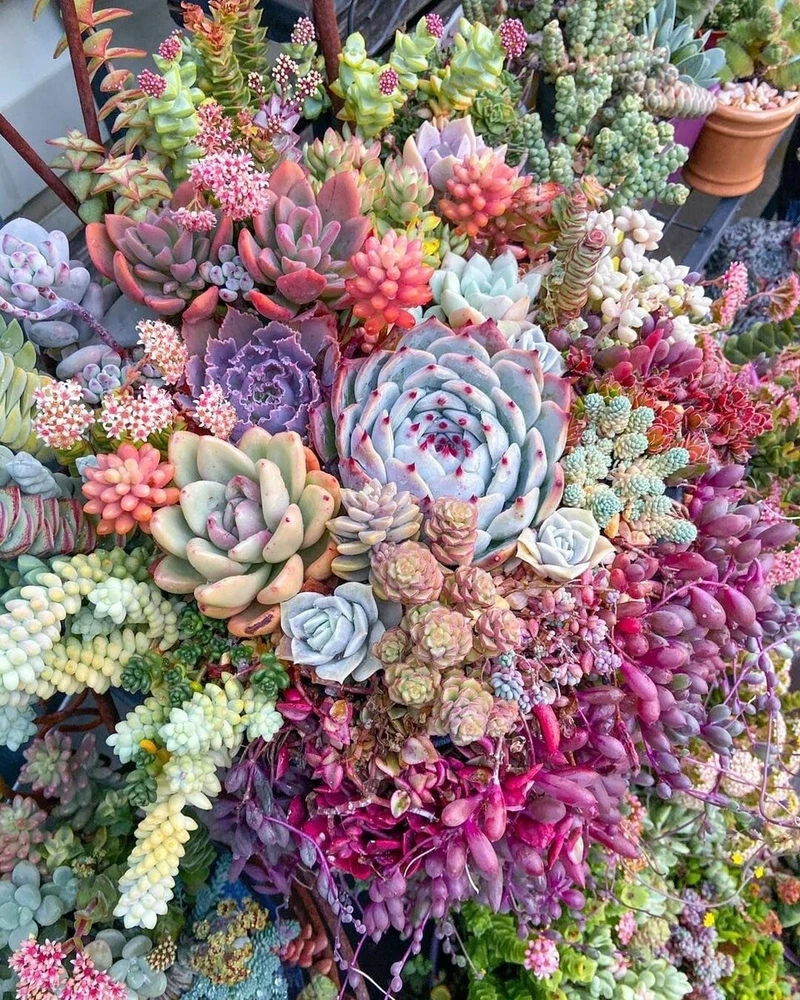 Điểm nhấn thiên nhiên từ hoa sen đá cảnh