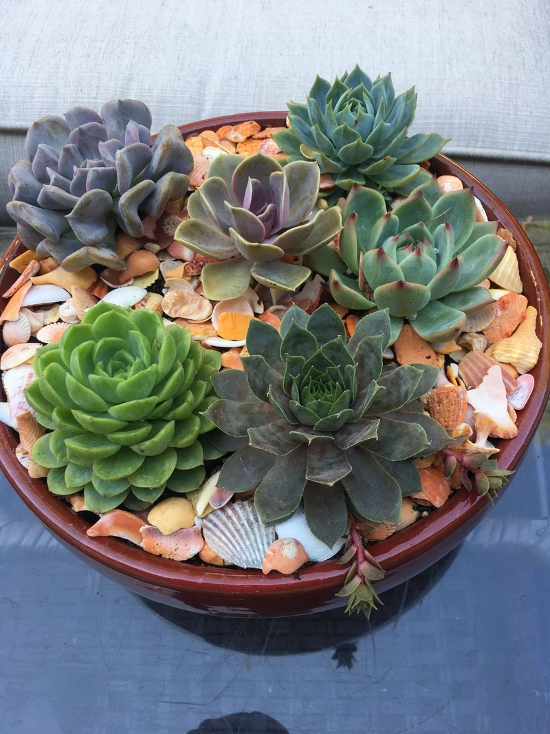 Không gian nhẹ nhàng cùng hoa sen đá background