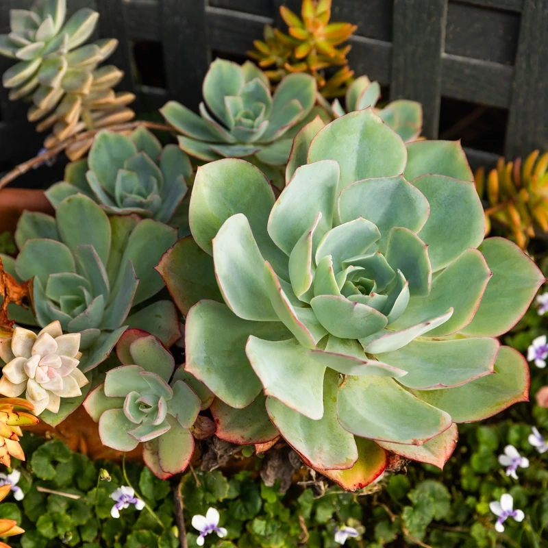 Gợi cảm hứng sáng tạo qua ảnh đẹp hoa sen đá