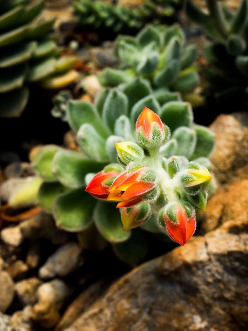 Ngắm vẻ nghệ thuật của hoa sen đá nghệ thuật