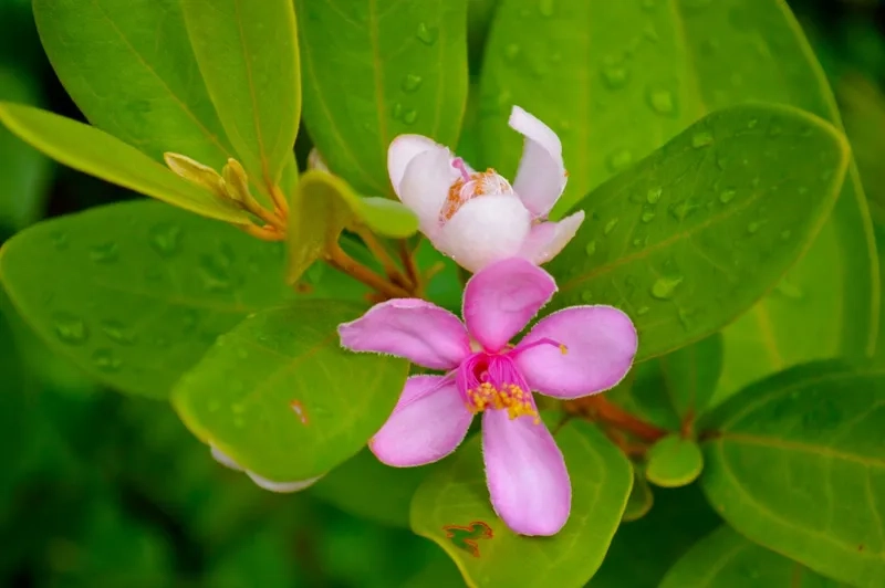 Hoa sim vẽ tay tinh tế nghệ thuật