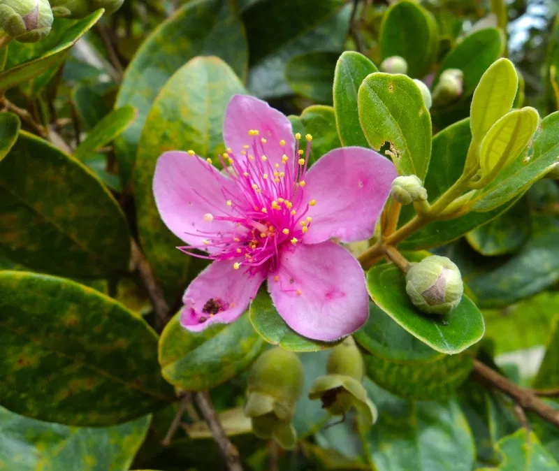 Ý tưởng hình xăm hoa sim độc đáo