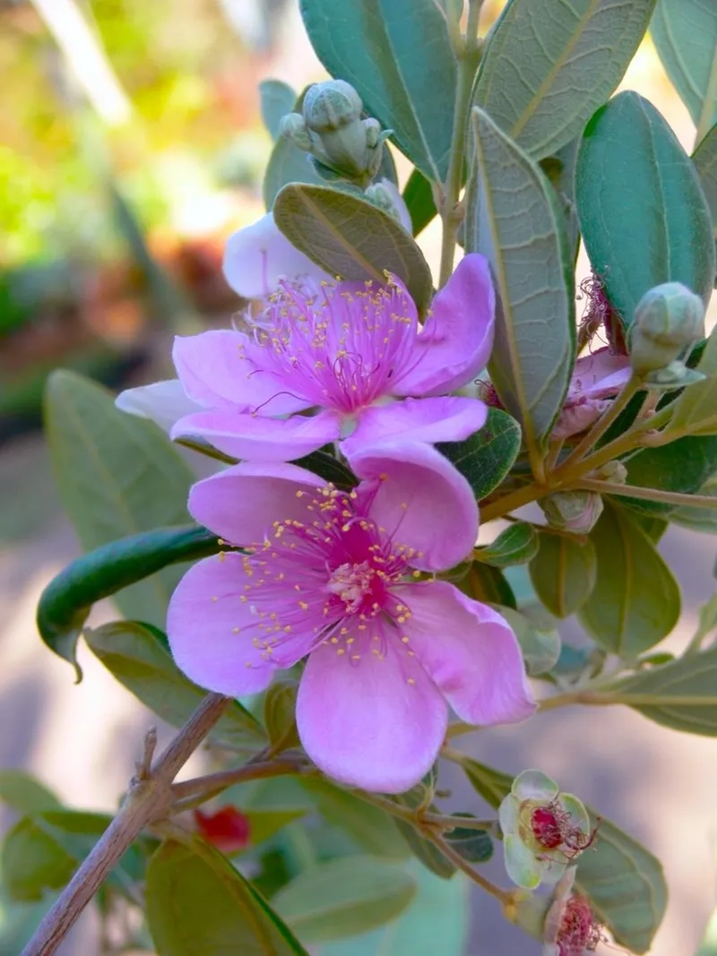 Vẻ đẹp hoa sim trắng đen huyền bí