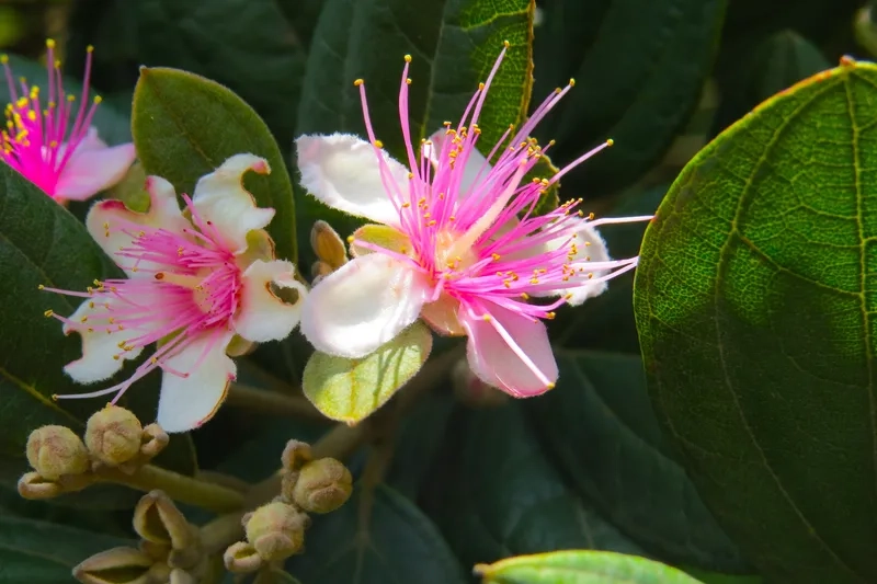 Tải ảnh hoa sim miễn phí về máy