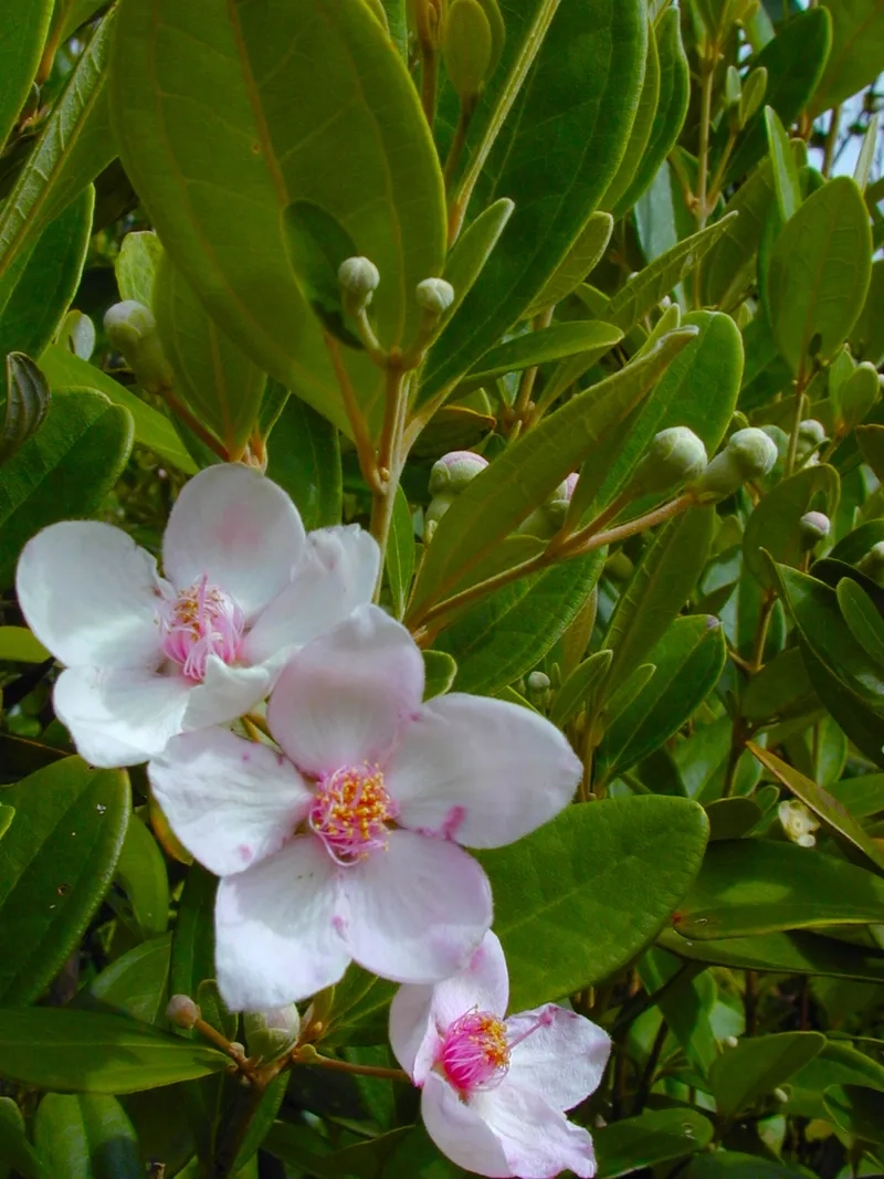 Đừng bỏ lỡ kho hoa sim đẹp này nha