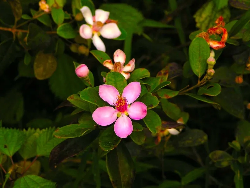 Cùng nhau xem hoa sim tím biếc