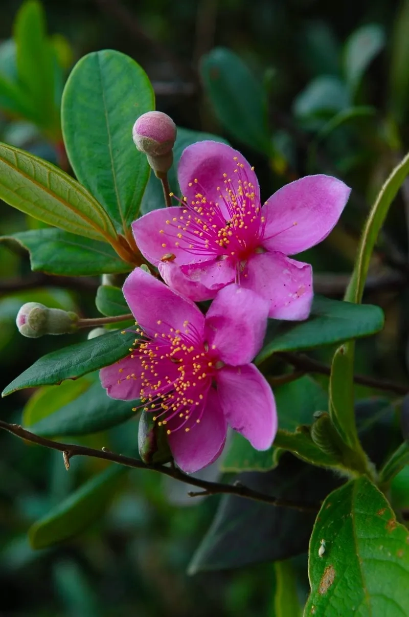 Lựa chọn mẫu hoa sim yêu thích