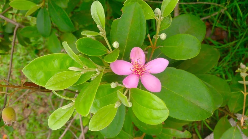 Ảnh hoa sim nghệ thuật đầy cuốn hút