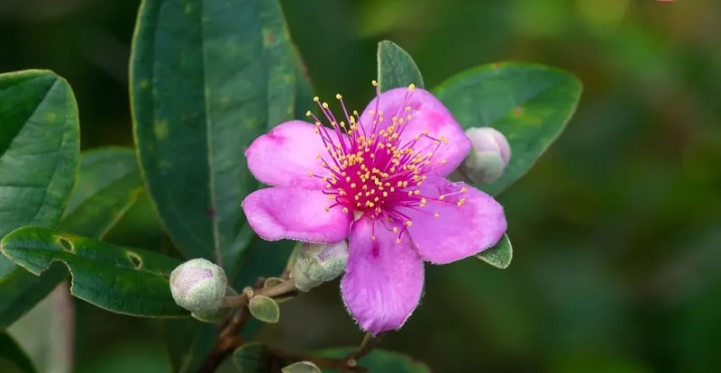 Giới thiệu về hoa Sim và vẻ đẹp giản dị