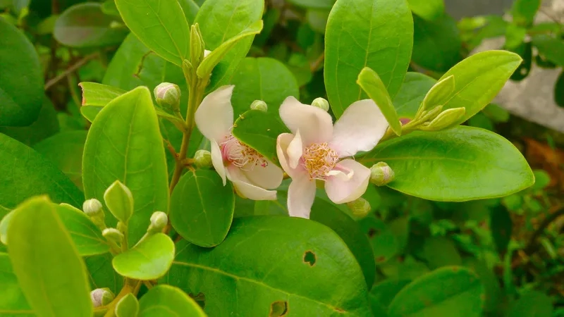 Hoa sim lãng mạn trên đồi sim tím