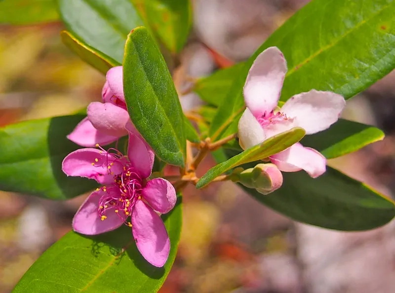 Sưu tầm ảnh hoa sim HD chất lượng cao