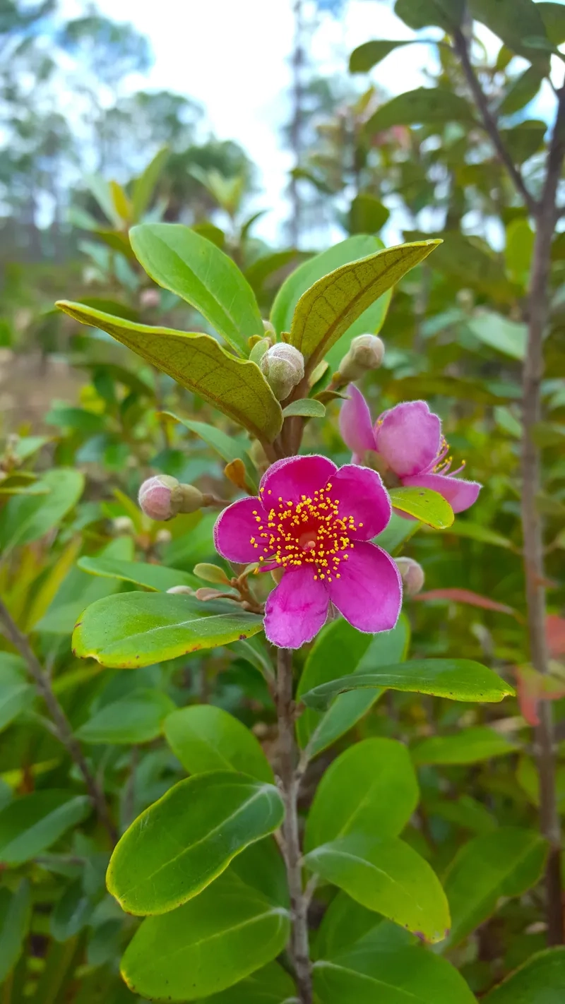 Hoa sim 4K siêu rõ nét làm nền